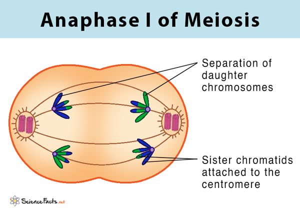 Metaphase 1 Of Meiosis Diagram