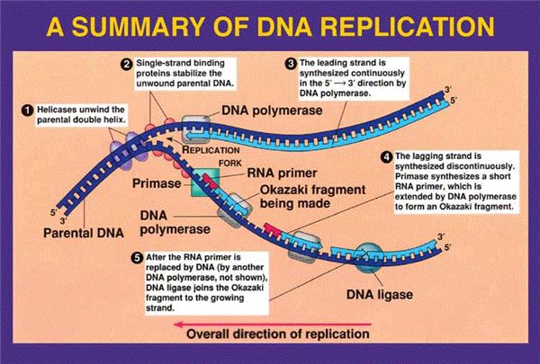 Dna Replication Diagram