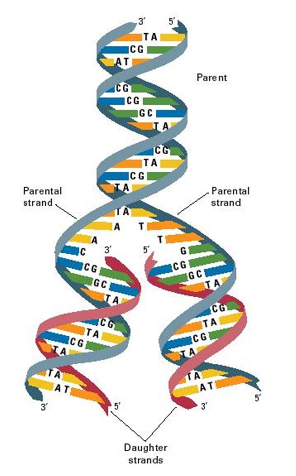 Dna Replication Diagram