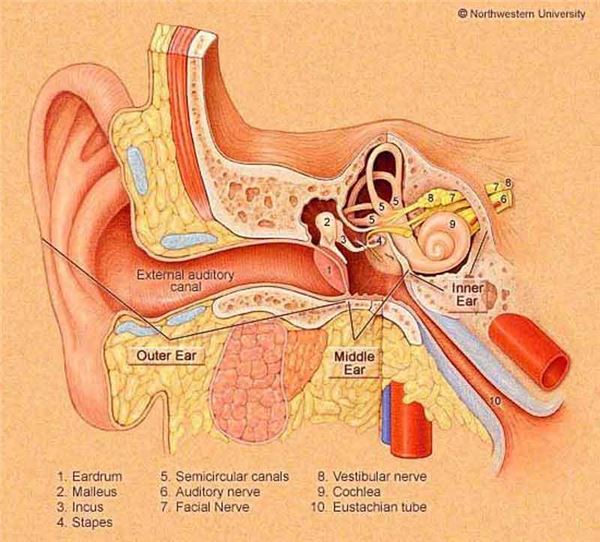 Eustachian Tube Ear Nose And Throat Connection Diagram