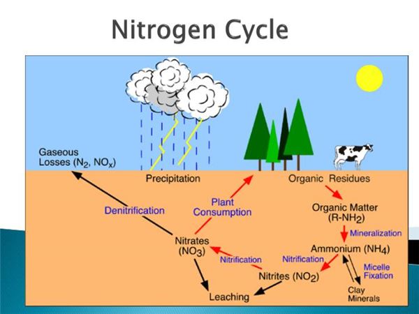 What Is Nitrogen Cycle Explain With Diagram