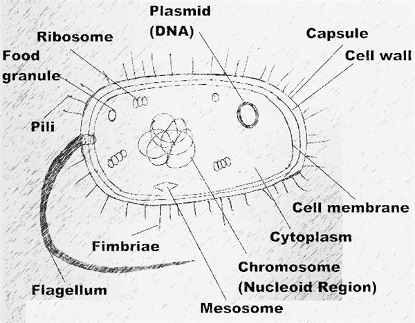 Prokaryotic Cell Diagram With Labels