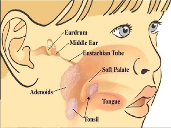 Eustachian Tube Ear Nose And Throat Connection Diagram